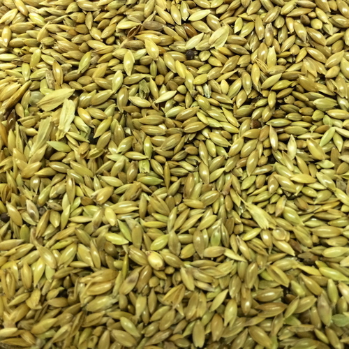 green_line_public_art_prospect_green_flax_seed.jpg