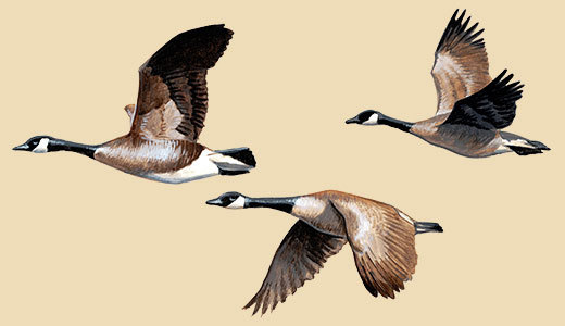 green_line_public_art_west_bank_canadian-geese-migrating-painting.jpg